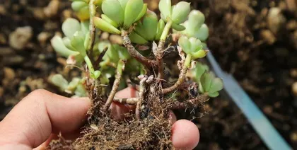 Soil Preparation Methods for Succulents (Nutrient Soil Ratio and)