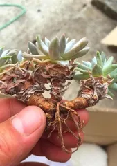 Succulent Soil Change Guide (How to Change Soil Correctly and Precautions)