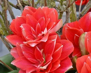 The spectacle of the Dutch Red blooming in summer (Dutch Red in summer)