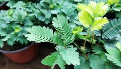 The growth process of Mimosa pudica
