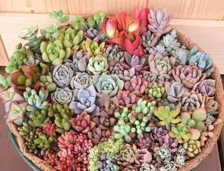 The correct way to water succulents (the importance of watering time, amount, and frequency)