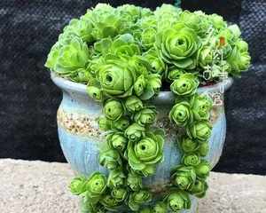 Tips for Growing Succulent Flowers (Creating a Plump and Juicy Succulent Garden)