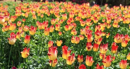 Unveiling the National Flower of the Netherlands – the Tulip (Origin, Varieties, and Cultural Significance of the Dutch National Flower)