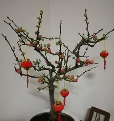 The choice and matching of pot-grown crabapple trees (Creating beautiful pot-grown crabapple trees starts with selecting the right pot)