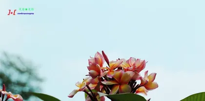 The fragrance of egg flower is so tempting (exploring the origin and characteristics of the egg flower's fragrance)