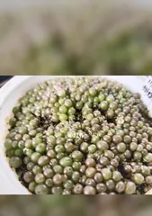 The Best Time and Methods for Propagating Succulent Seeds (Unmissable Tips to Help Your Succulents Grow Strong)