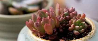 多肉叶子发软下垂，如何救活？（原因分析与实用方法，科学养护多肉植物）2