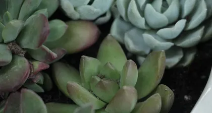 多肉叶子发软下垂，如何救活？（原因分析与实用方法，科学养护多肉植物）3