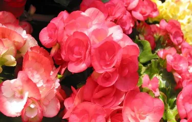 Hawthorn Flower – The Representative of Water-Loving Plants (Exploring the Secrets of Hawthorn Flower Growth, Unveiling the Mystery of Its Water Preference)