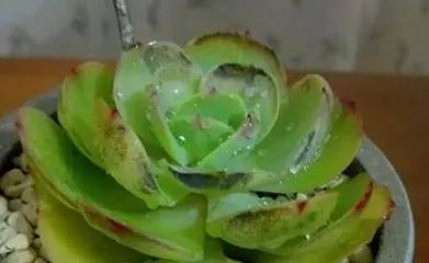 Methods to Solve the Problem of Blackened Tips on Succulent Leaves (Teaching You How to Prevent and Treat Blackened Tips on Succulent Leaves)