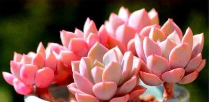 The headshot technique for succulent Pink Lady (Unveiling the tips to make your Pink Lady bloom more small flowers)