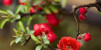 Is the hawthorn flower completely flower? (Exploring the floral structure and characteristics of hawthorn)