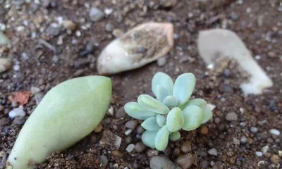 Succulent Plant Fertilizer Application Guide (Choose the right fertilizer to help succulents thrive)
