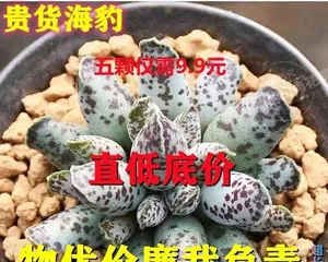 The Ultimate Guide to Caring for Fat Seals (From Choosing Seedlings to Details: Step-by-Step Tutorial on Creating Beautiful Fat Seals)