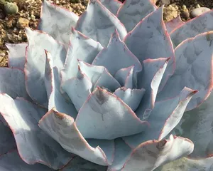 How to pot a succulent Hoya Kerrii (Creating soil suitable for succulent growth, making Hoya Kerrii more beautiful and healthy)