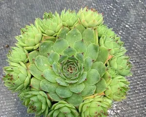 Cultivation Techniques for Echeveria 'Lobivia' (Revealing the Secrets to Growing a Flourishing Echeveria Garden, Planting Tips Unveiled)