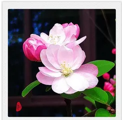 The growth process of hawthorn flower buds (from bud to flower bud, observing the changes in hawthorn flowers)