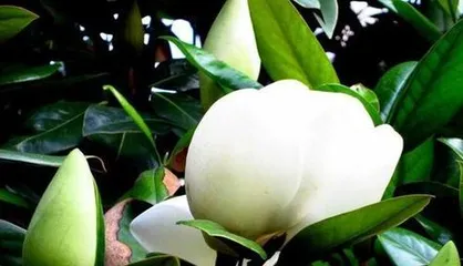 Magnolia grandiflora - A Representative of Woody Plants (Exploring the Growth Characteristics and Uses of Magnolia grandiflora)