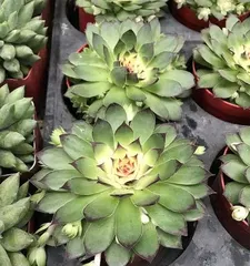 如何选择合适的盆来养多肉观音莲（为您介绍多肉观音莲养护过程中最重要的一步）2