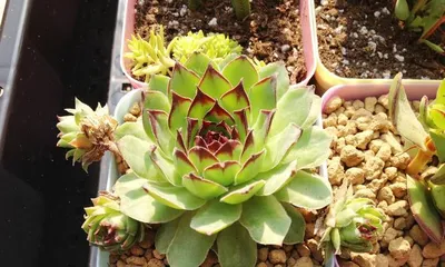 如何选择合适的盆来养多肉观音莲（为您介绍多肉观音莲养护过程中最重要的一步）3