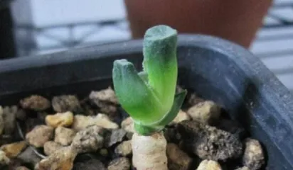 How to prune succulent roots to create exquisite shapes? (Step-by-step guide to打造 beautiful succulent root systems, making your plants more eye-catching!)