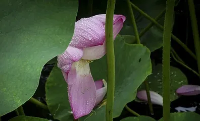 The Beauty of Lotus (Exploring the Colorful World of Lotus, Experiencing the Beauty of Nature)