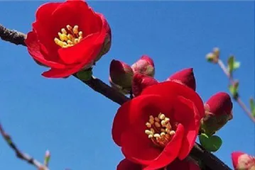 The blooming time and flowering period explanation of hawthorn flowers (counting the blooming times of hawthorn flowers in various places, exploring the flowering duration and characteristics of different hawthorn varieties)