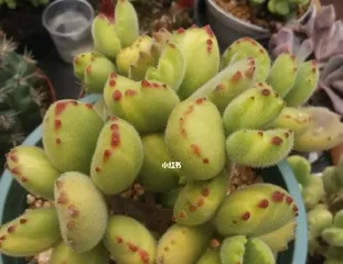 The reproduction methods and precautions of Echeveria 'Dew Drop' (Master the key techniques to easily propagate Echeveria 'Dew Drop')
