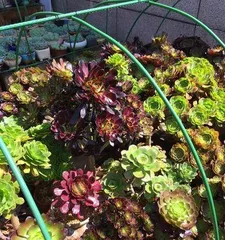 The dormant period of succulent monks (Precautions during the dormant period of succulent plants)