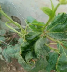 Do succulents like water or fear water? (Analyzing the water needs of succulent plants)