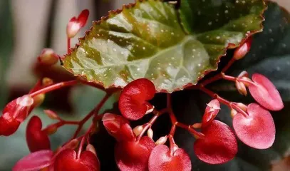 Is the hawthorn flower afraid of cold? (Exploring the cold resistance of hawthorn flowers and cold protection measures)