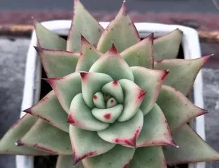How do succulent ebony trees resist cold in winter? (How to protect succulent ebony trees from freezing to death?)