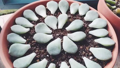 The entire process of succulent germination (from selection to sprouting, see the techniques and key points of succulent germination)