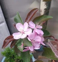 The cold tolerance of hawthorn (exploring the cold adaptation mechanisms of hawthorn)
