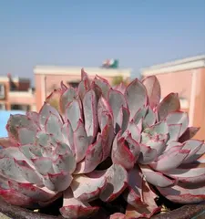 Cultivation Methods and Precautions for Echeveria 'Sunset' (Create a Beautiful Sunset Garden, Enjoy the Beauty of Nature)