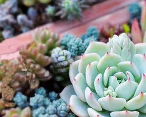 The frequency and methods of watering succulents (How to water succulents correctly to make them grow healthier?)
