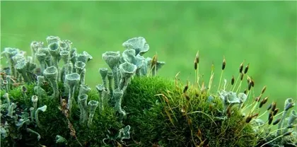 The lotus is not a type of algae (Unveiling the true identity of the lotus)