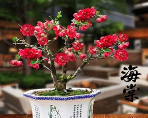 Water Cultivation Methods and Precautions for Flowering Quince (Let the Flowering Quince Dance in Water – A Complete Guide to Flowering Quince Water Cultivation)