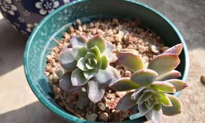 A Comprehensive Guide to Growing Silk Veil Succulents (Creating a Garden of Blooming Silk Veil Succulents)