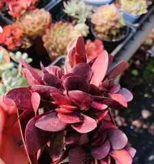 Succulent Winter Watering Methods (Correct Watering Methods to Help Succulents Have a Warm Winter)