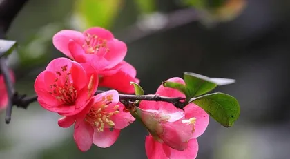 How to Prune Flowering Shrubs Scientifically (The Correct Pruning Method After Flowering of Flowering Shrubs)