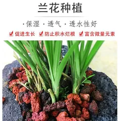 Planting Guide for Volcanic Rock Pots (Selecting Plants Suitable for Volcanic Rock Pots to Create a Unique Home Greening)