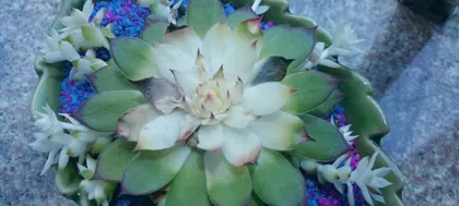 What to do if succulents drop leaves (Effective methods to solve succulent leaf drop problems)