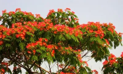 Chinese Hibiscus – National Flower of China (Blooming All Seasons, Fragrance Spreading Far and Wide)