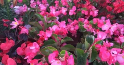 The time and correct method for watering hawthorn flowers (master the principle of "less and more frequent" to keep hawthorn flowers healthier)