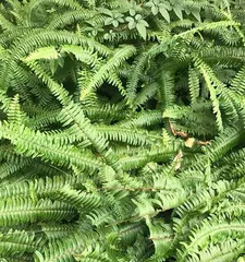 Succulents are not ferns, please do not confuse them (differences and characteristics between succulents and ferns)