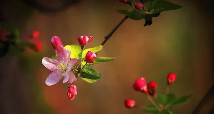 How long is the flowering period of hawthorn flowers? (Exploring the growth cycle and blooming time of hawthorn flowers)