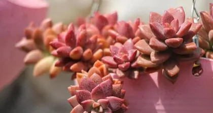 Analysis of the Representative Meanings of Succulent Flower Language (Exploring the 15 Meanings and Symbolic Significance of Succulent Flowers)