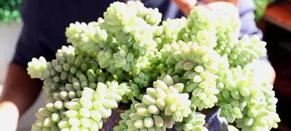 Exploration of the Growing Environment for Succulents (The Best Environment and Techniques for Growing Succulents)