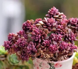 Spring Succulent Watering Tips (Master Timeliness, Amount, and Method)